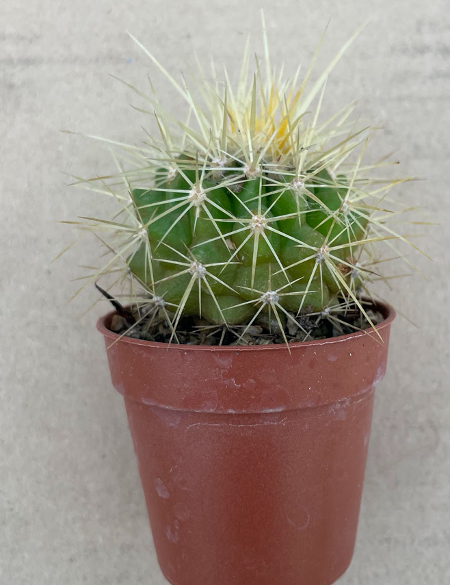 Echinocactus Grusonii