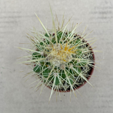 Echinocactus Grusonii