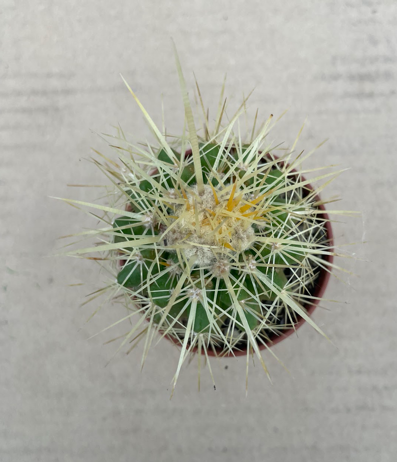 Echinocactus Grusonii
