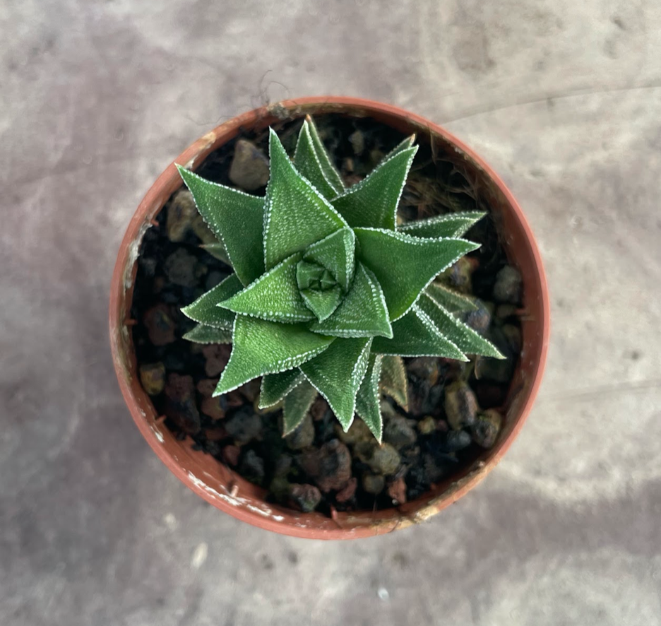 Haworthia Cassytha