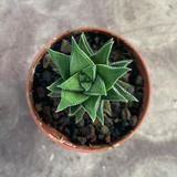 Haworthia Cassytha