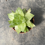 Haworthia Cymbiformis variegata cm. 5,5