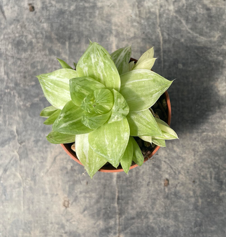 Haworthia Cymbiformis variegata cm. 5,5