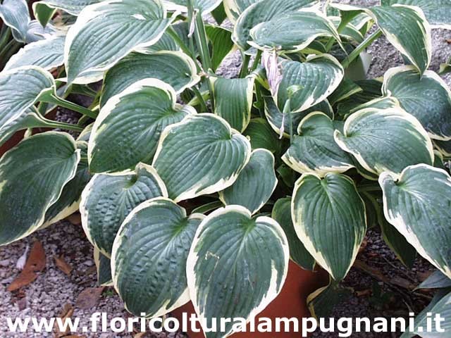 Hosta Fringe Benefit