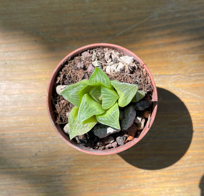 Haworthia radula kinjo