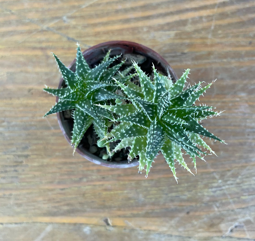 haworthia descoingsii