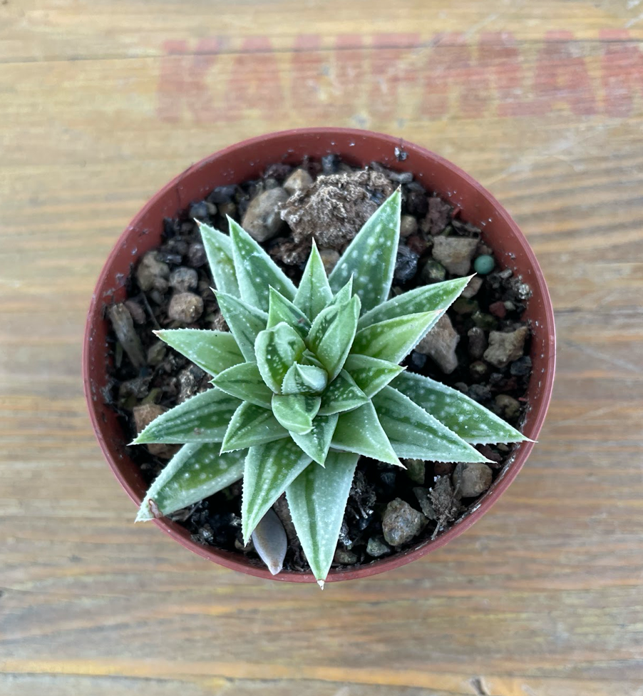 Haworthia spirit of 88