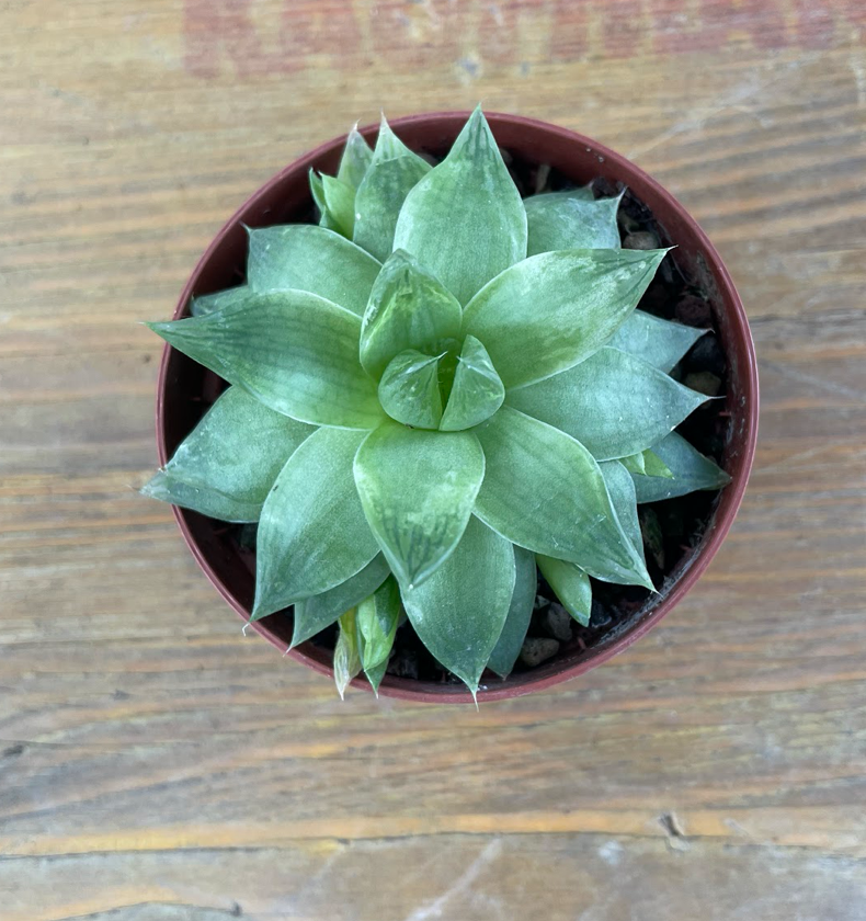 Haworthia minima cymbiformis venosa