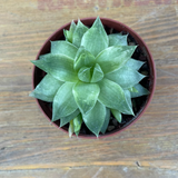 Haworthia minima cymbiformis venosa