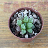 Haworthia pygmaea fa crystallina