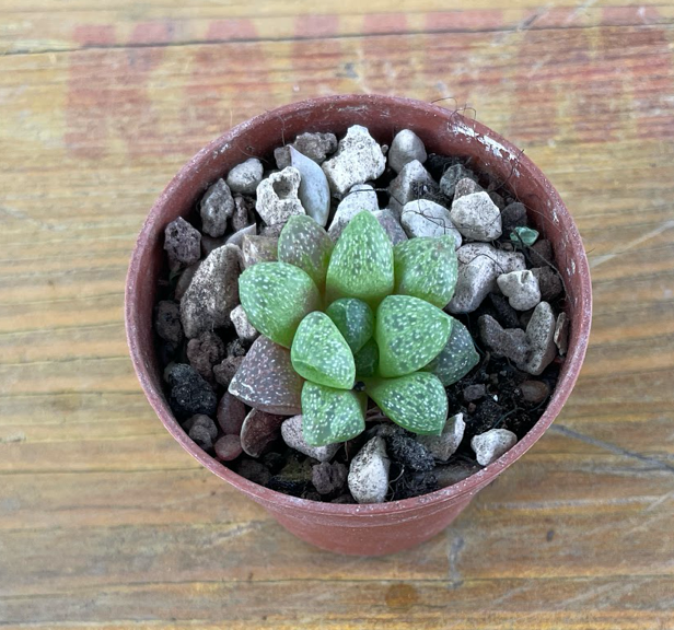 Haworthia pygmaea fa crystallina