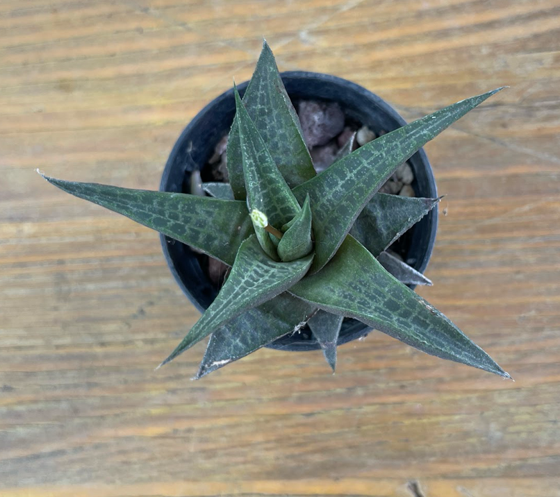 Haworthia tessellata dentellata