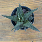 Haworthia tessellata dentellata