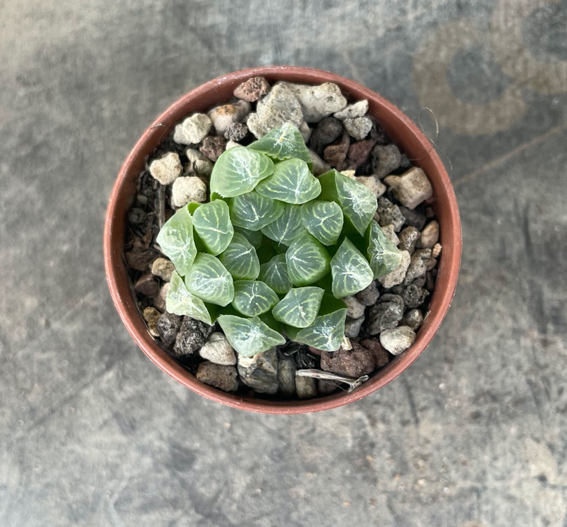 Haworthia cooperi filifera