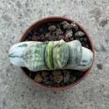 Gasteria Satu-satu no matzu