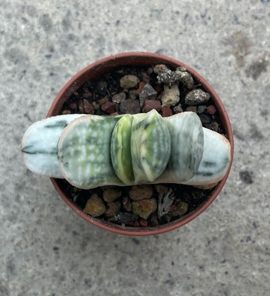 Gasteria Satu-satu no matzu