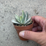 Gasteria Satu-satu no matzu