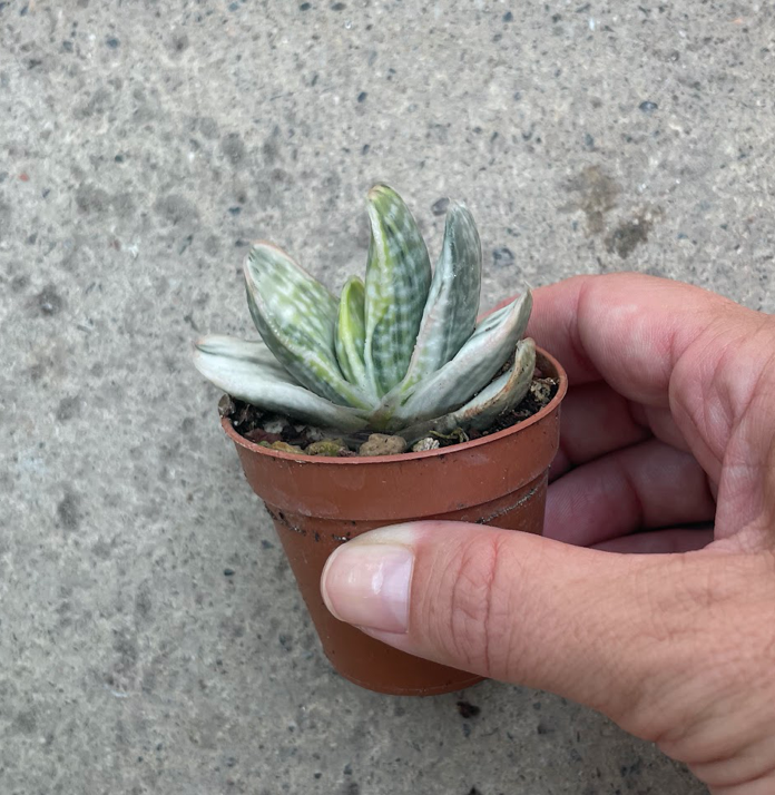 Gasteria Satu-satu no matzu