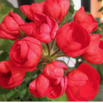Pelargonium Mrs.Charles (zonale tulip)
