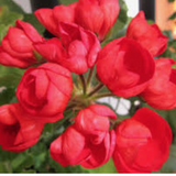 Pelargonium Mrs.Charles (zonale tulip)