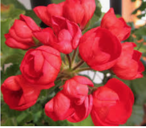 Pelargonium Mrs.Charles (zonale tulip)