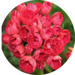 Pelargonium Mrs.Charles (zonale tulip)