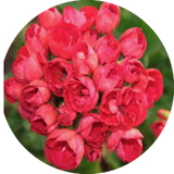 Pelargonium Mrs.Charles (zonale tulip)