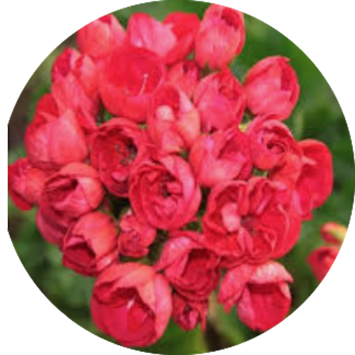 Pelargonium Mrs.Charles (zonale tulip)