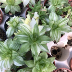 Haworthia Cymbiformis variegata