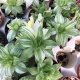 Haworthia Cymbiformis variegata