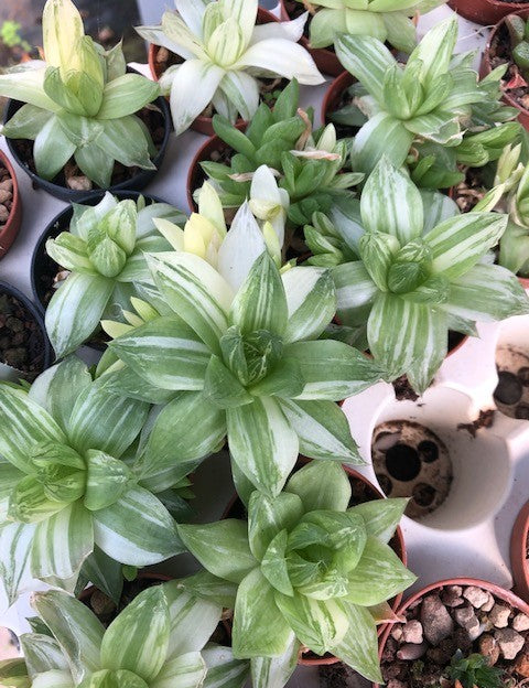 Haworthia Cymbiformis variegata