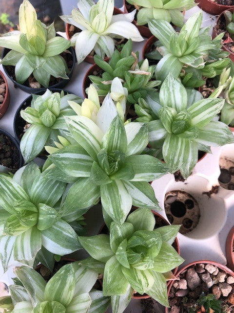 Haworthia Cymbiformis variegata