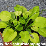 Hosta Vanilla Cream