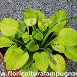 Hosta Vanilla Cream