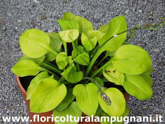 Hosta Vanilla Cream