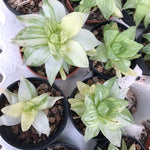 Haworthia Cymbiformis variegata