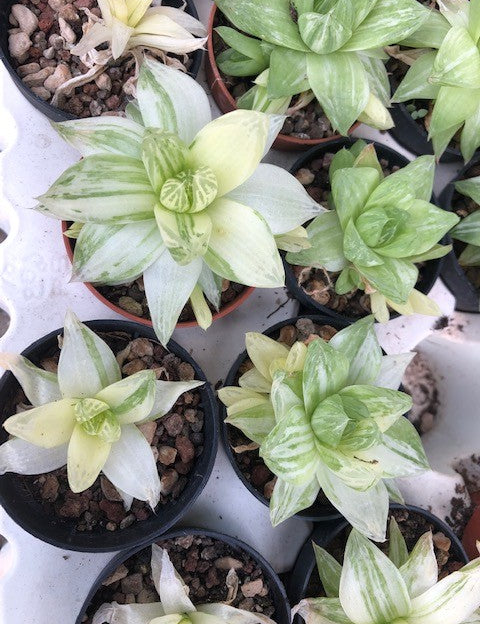 Haworthia Cymbiformis variegata