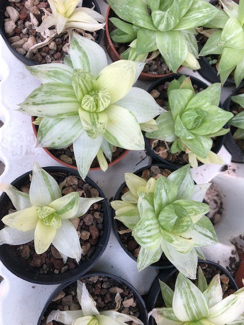 Haworthia Cymbiformis variegata
