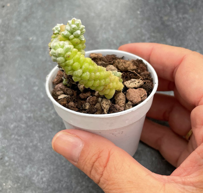 Anacampseros Baeseckei