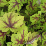 Heucherella tatoo