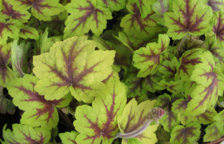 Heucherella tatoo