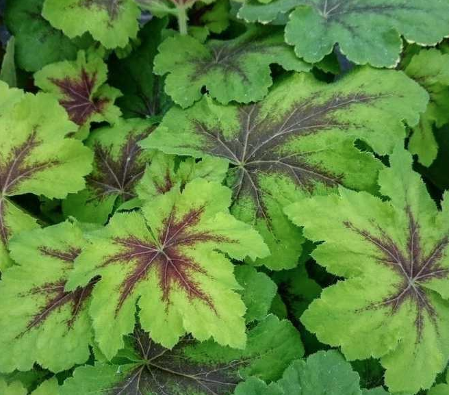 Heucherella tatoo