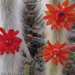 Hildewintera colademononis (coda di scimmia)