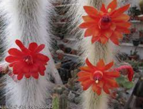 Hildewintera colademononis (coda di scimmia)