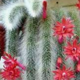 Hildewintera colademononis (coda di scimmia)