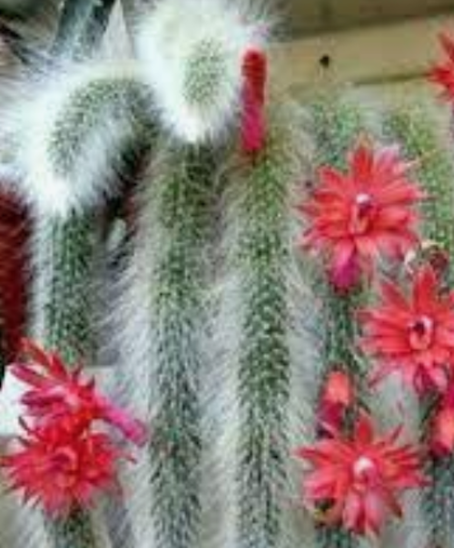 Hildewintera colademononis (coda di scimmia)