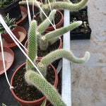 Hildewintera colademononis (coda di scimmia)