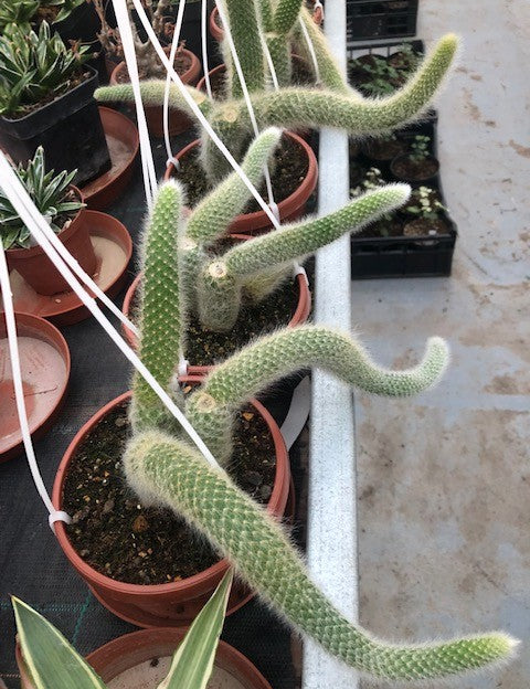 Hildewintera colademononis (coda di scimmia)