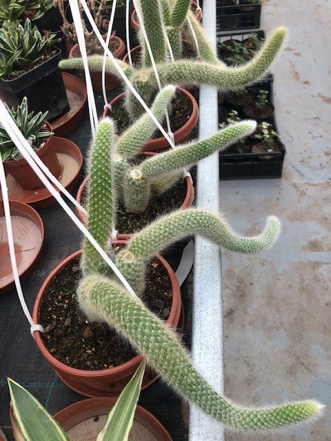 Hildewintera colademononis (coda di scimmia)