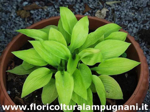 Hosta Little Aurora